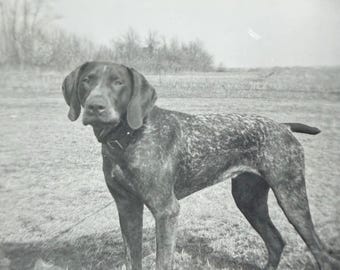 Vintage Photo German Shorthaired Pointer Dog Named Ginger