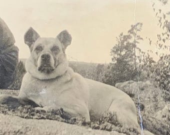 Vintage Photo Unusual Dog Posing For Portrait