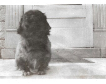 Original Vintage Pekingese Dog Photo Cute Little Puppy Dog Peke Black & White Pet Portrait Photograph