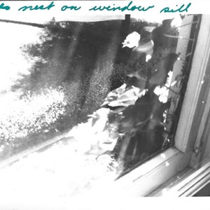 Vintage Photo Bird’s Nest On Windowsill 1947 Abstract Black & White Photography