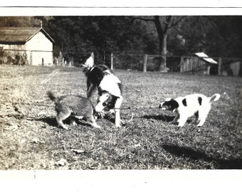 Dogs Play Tug With Three On A Rope Vintage Photo Mixed Breed Farm Dogs Playing Tug Large Dog Collie Mix Small Puppies