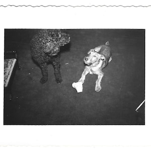 Mine Vintage Photo Terrier Dog With A Bone Politely Warns Off Poodle Funny Puppy Dog Snapshot