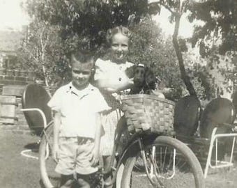 Vintage Photo Little Dog With Bow In Her Bicycle Basket Stubby The Dog