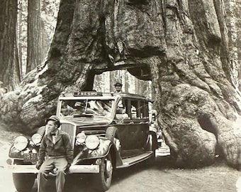 Vintage Photo Drive-Thru Tree California Redwoods Tour Bus Fresno