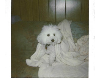 * vintage dog ୨୧ * モコモコ ホワイトの プードルちゃん vintage dog ୨୧ * モコモコ ホワイトの プードルちゃん - メルカリ