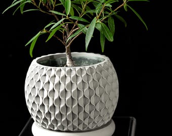 May include: A small, green-leafed bonsai tree in a white, patterned ceramic pot. The pot has a textured, wave-like design and sits on a matching saucer. The background is solid black, highlighting the plant's details.