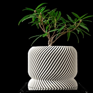 May include: A modern, white and black striped planter pot with a small green plant. The pot has a unique, curved design and sits on a reflective surface against a black background. The plant has vibrant green leaves.
