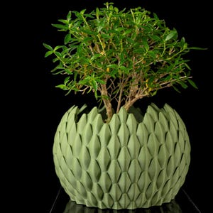 May include: A green, textured, spherical planter with a geometric pattern, holding a small green plant with thin branches and leaves. The planter has a unique, decorative design, and the background is black.