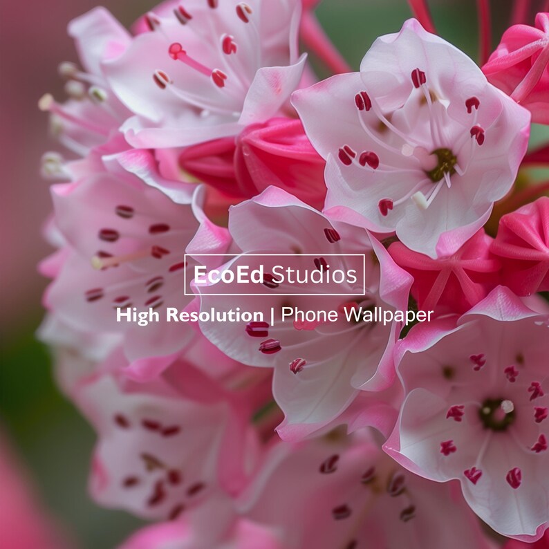 Mountain Laurel iPhone Wallpaper | Floral Phone Background | Botanical ...
