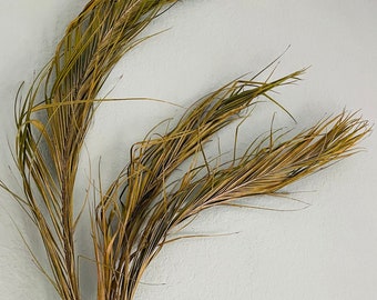 Pygmy Date Palm Leaves (Set of 3)