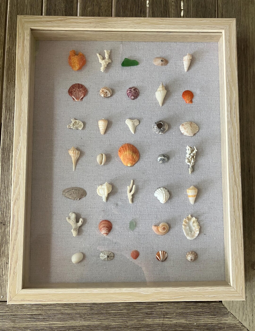 Framed Florida Seashell Collection – Coastal Wall Art, Nautical Home ...