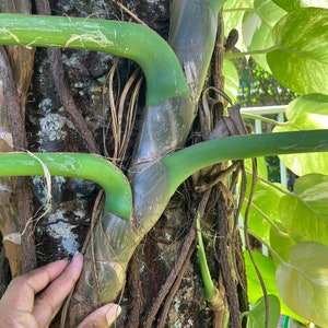 3 GIANT HAWAIIAN GOLDEN Pothos Cuttings Fresh Cut With Variegation X X L Pothos Variegated Pothos