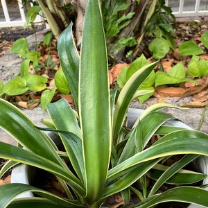 3 Variegated Smooth Agave &#39;Golden Moments&#39; Agave Desmetianna Varigata Medium Size