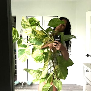 May include: A person holding a large, variegated plant with green and yellow leaves. The plant is in front of a mirror and a white dresser.
