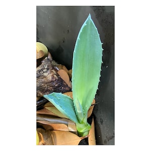 BLUE AGAVE PUPS Super Blue Agave Americana Live Agave Plant Blue American Agave Live Succulent Plant Tequila Agave Azul