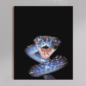 May include: A digital art print of a blue snake with its mouth open, set against a black backdrop. The snake's scales are detailed with sparkling accents, creating a striking contrast. The artwork captures the snake's intense gaze and open mouth.