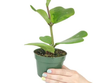 Planta joven Hoya Kerrii Sweetheart (2 hojas)