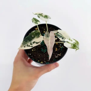 Alocasia longiloba - Etsy 日本
