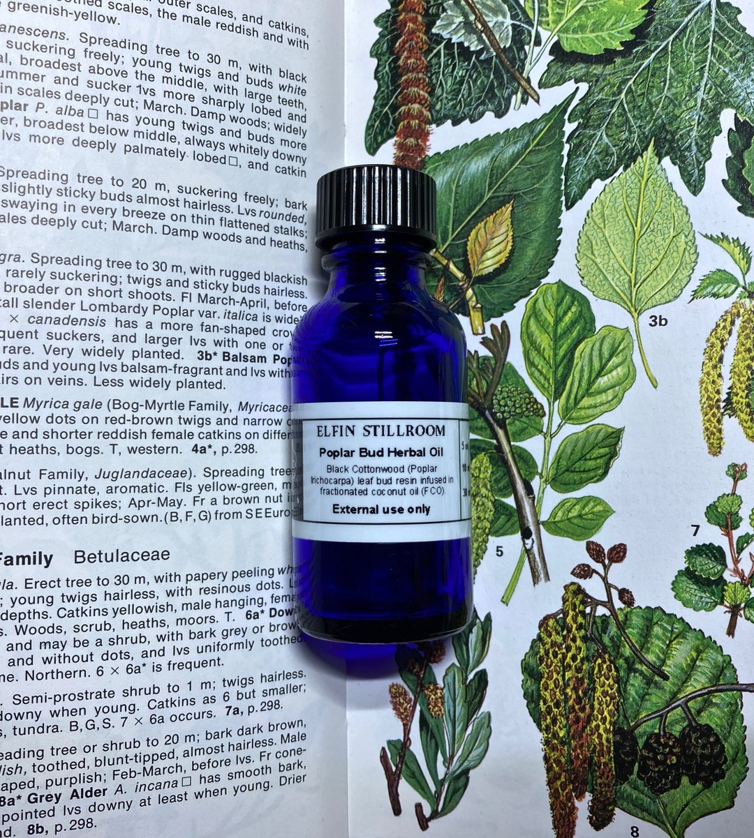 Poplar Bud Infused Oil Balm of Gilead Oil Cottonwood Bud Oil Etsy