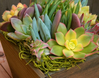 Succulent Centerpiece Succulent Garden Summertime Succulent Etsy