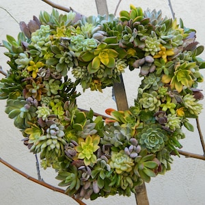 May include: A heart-shaped wreath made of green succulents. The wreath is made of a variety of succulents, including some with yellow flowers.