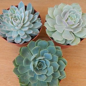 3 Succulent Rosettes Shape for Winter Wedding Bouquets, Wedding Cake Toppers, Centerpieces image 1