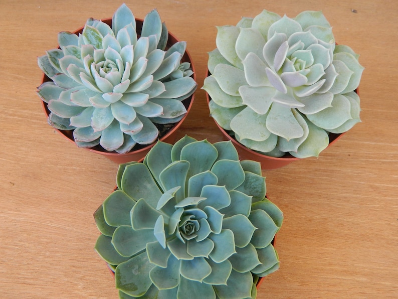 3 Succulent Rosettes Shape for Winter Wedding Bouquets, Wedding Cake Toppers, Centerpieces image 1