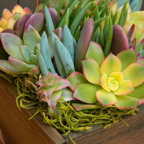 Succulent Centerpiece: Springtime Tabletop Garden, Rustic Wedding Decor
