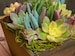 Easter Tabletop Gift, Easter Succulent  Centerpiece,  Easter Floral Gift , Springtime Succulent Tabletop - Succulent Wedding Centerpieces 