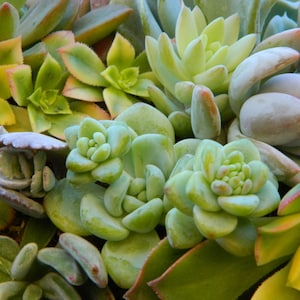 May include: A close-up of a variety of succulent plants in a pot. The plants are green, yellow, and grey. Some of the plants have a rosette shape, while others have a more elongated shape.