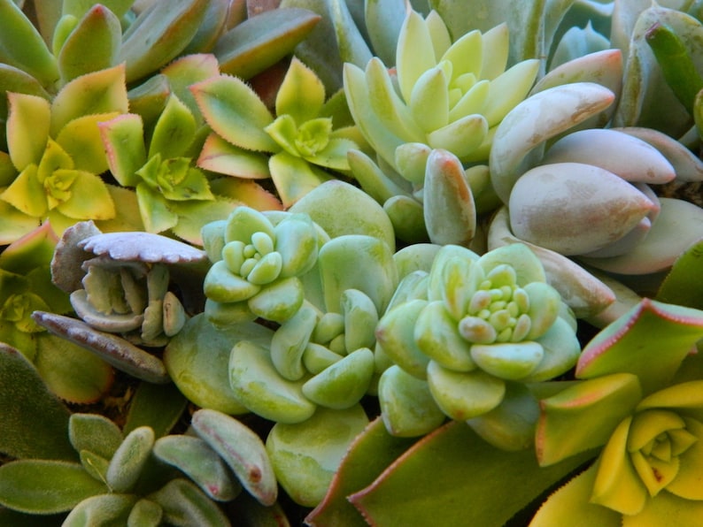 May include: A close-up of a variety of succulent plants in a pot. The plants are green, yellow, and grey. Some of the plants have a rosette shape, while others have a more elongated shape.