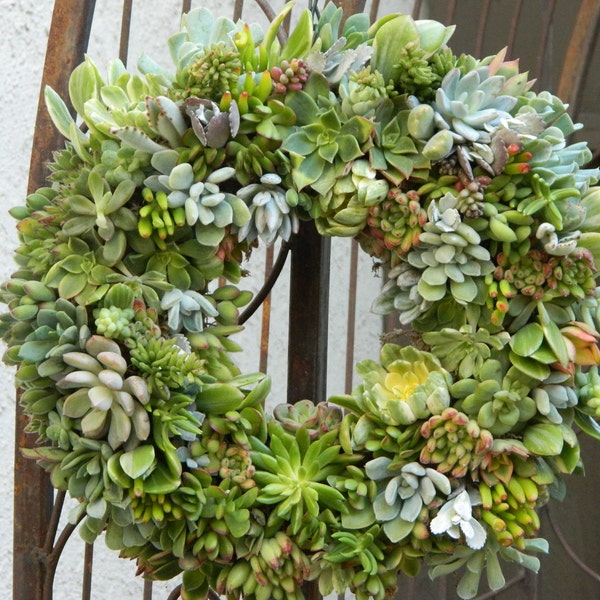 Live Succulent Wreath - Square or Round Succulent Wreath -  Succulent Wreath Housewarming Gift