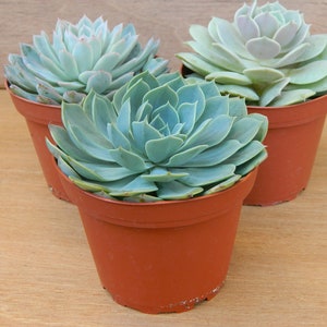 3 Succulent Rosettes Shape for Winter Wedding Bouquets, Wedding Cake Toppers, Centerpieces image 3