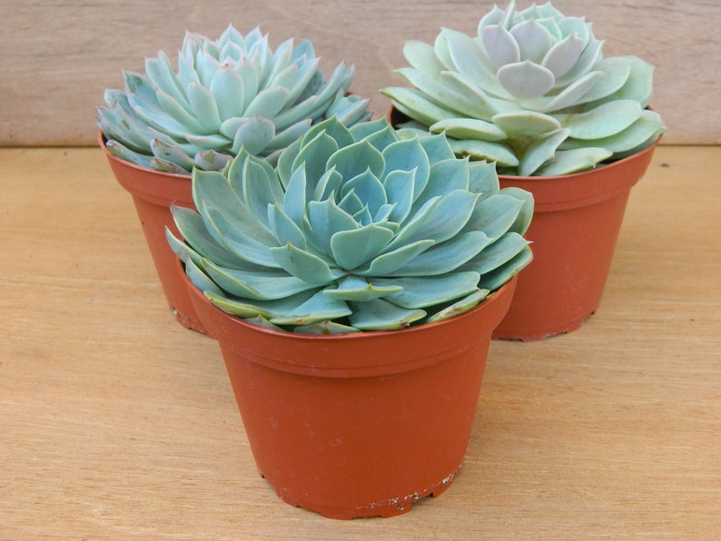 3 Succulent Rosettes Shape for Winter Wedding Bouquets, Wedding Cake Toppers, Centerpieces image 3