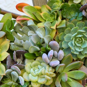 May include: A close-up of a variety of succulents in a planter. The succulents are in shades of green, blue, and purple. Some of the succulents have a reddish hue.