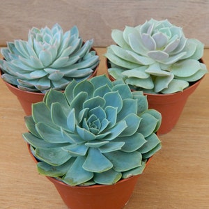 3 Succulent Rosettes Shape for Winter Wedding Bouquets, Wedding Cake Toppers, Centerpieces image 2