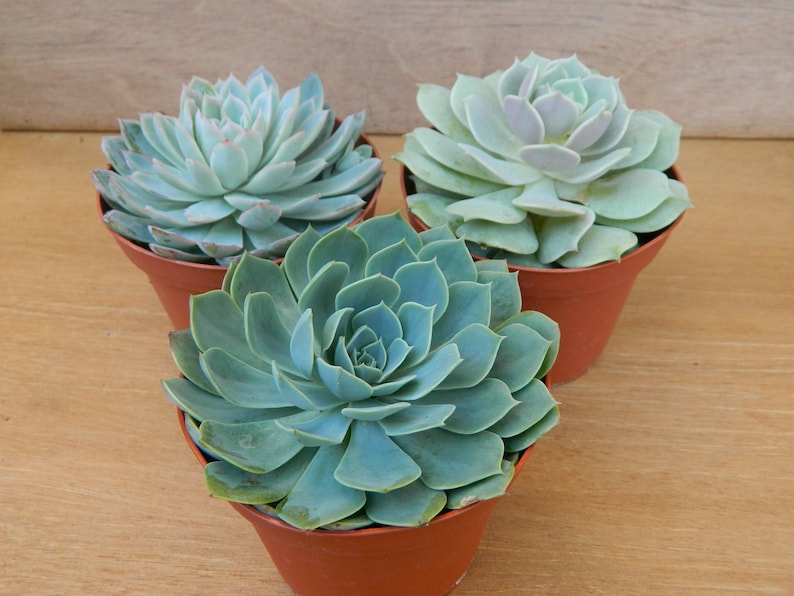 3 Succulent Rosettes Shape for Winter Wedding Bouquets, Wedding Cake Toppers, Centerpieces image 2