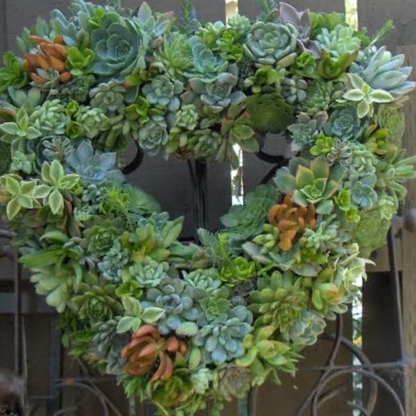 Succulent Live Wreath, Heart Succulent Wreath - Valentines Day Heart Shaped Wedding Succulent Wreath