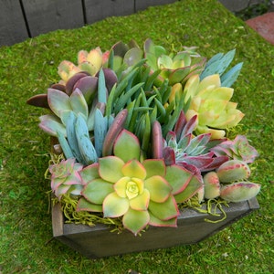 Easter Tabletop Gift, Easter Succulent Centerpiece, Easter Floral Gift , Springtime Succulent Tabletop Succulent Wedding Centerpieces image 4