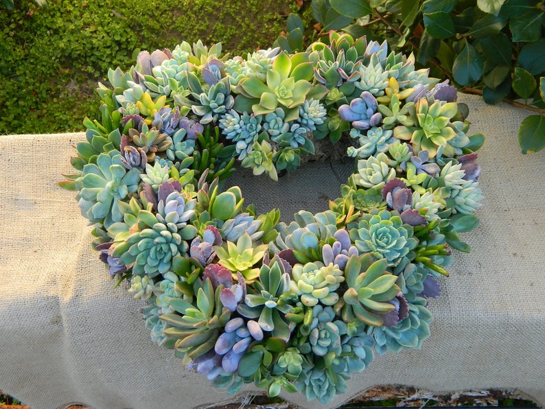 May include: A heart-shaped wreath made of various succulents in shades of green, blue, and purple. The wreath is arranged on a hessian background.