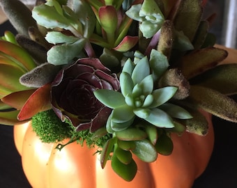 May include: An orange ceramic pumpkin filled with a variety of succulents. The succulents have green, red, and brown leaves. The arrangement is a festive autumn decoration.