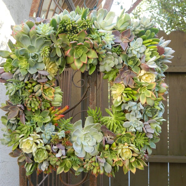 Succulent Wreath Square Succulent Wreath 15" Succulent Wreath Fall Wreath Wedding Centerpiece