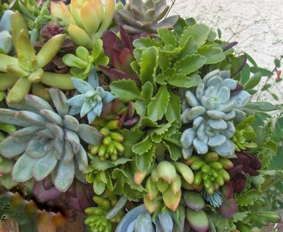 Live Succulent Wreath Square Succulent Wreath 15 - Etsy