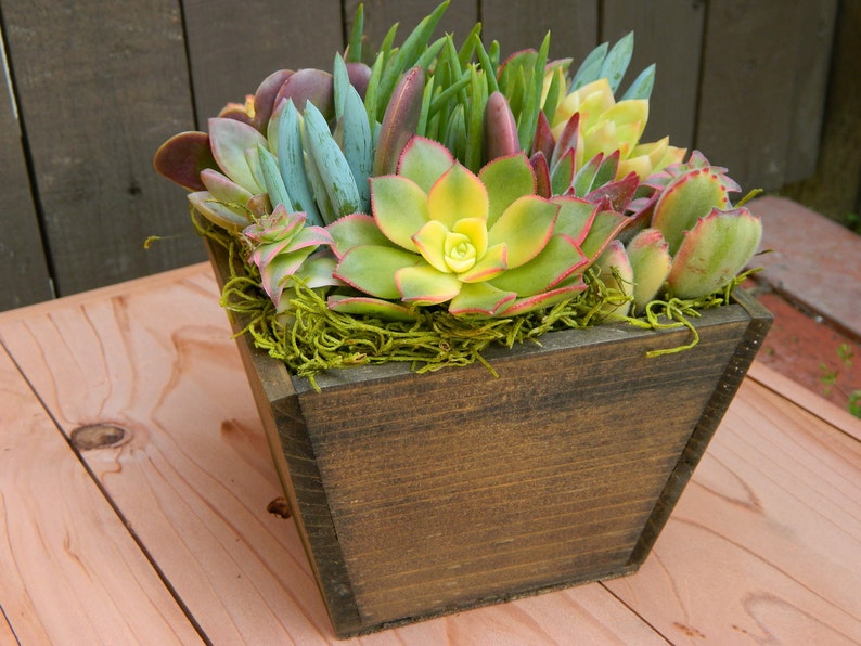 Easter Tabletop Gift, Easter Succulent Centerpiece, Easter Floral Gift , Springtime Succulent Tabletop Succulent Wedding Centerpieces image 2