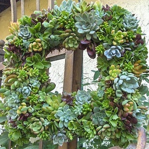Live Succulent Wreath Square Succulent Wreath- 15 " Square Succulent Wreath Perfect Gift or Home Decor