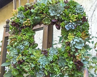 Live Succulent Wreath Square Succulent Wreath- 15 " Square Succulent Wreath Perfect Gift or Home Decor