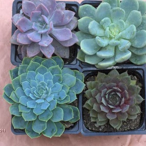 Succulent Plant Collection of 4 beautiful rosette shaped succulents in blues and grays