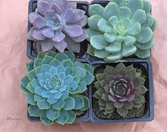 Succulent Plant Collection of 4 beautiful rosette shaped succulents in blues and grays