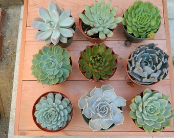 Succulent Plant Collection - 9 Succulent Rosette Shapes for Wedding Bouquets, Wedding Cake Toppers, Centerpieces, Succulent Container