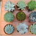 see more listings in the Succulent Collection section